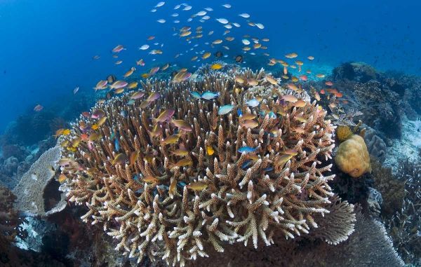 Indonesia Diverse, coral reef marine ecosystem